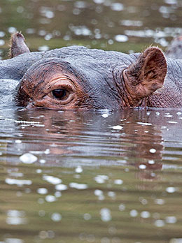 Hippopotamus eye